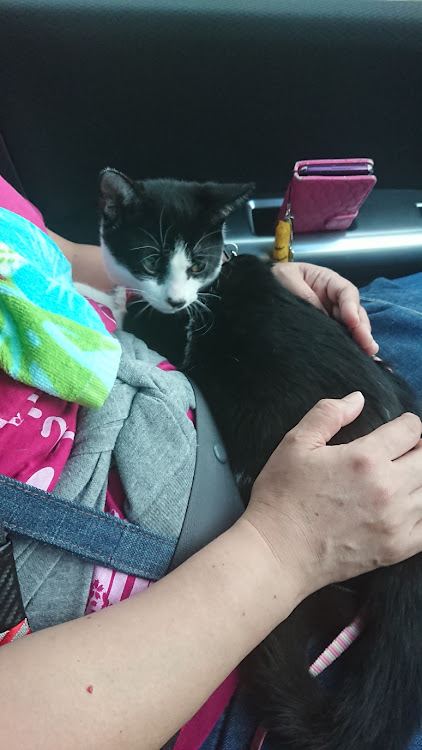 ソアラーのフリードちゃんさんが投稿した雨漏り・ダイナ・猫とドライブ・ちょび君の大冒険に関するカスタム事例の投稿画像4枚目