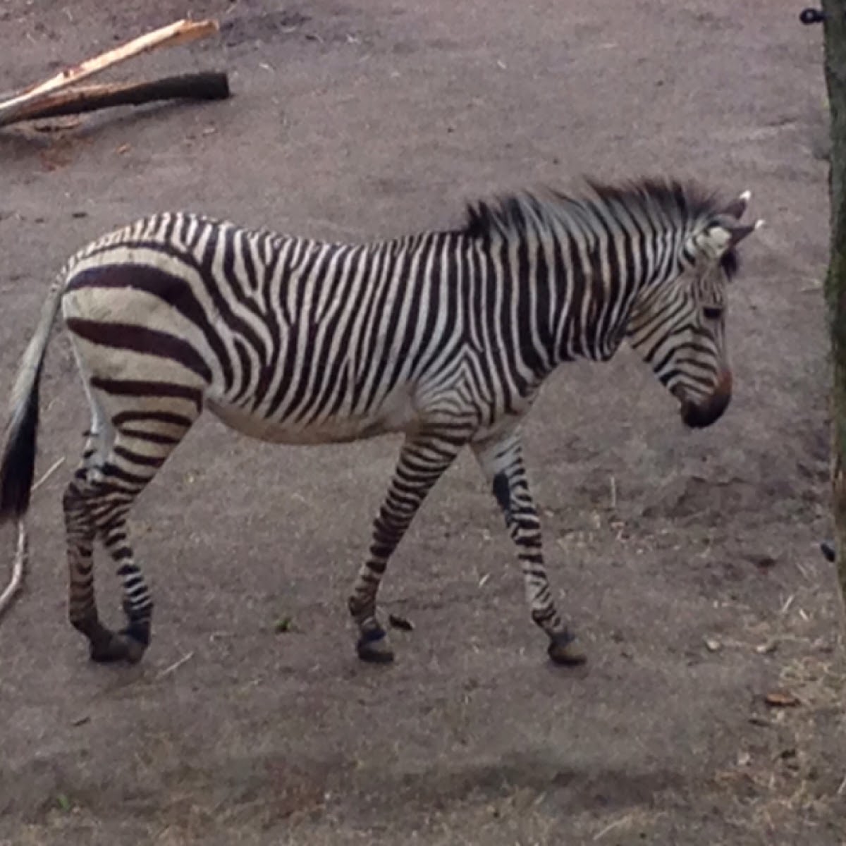 Zebra