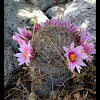 Pincushion cactus