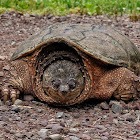 Snapping turtle (female)