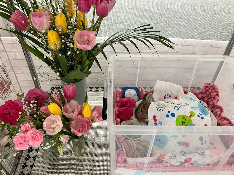 カムリの4月もよろしくお願い致します🌸・洗車・北海道・カムリ50前期・いつもいいね＆コメントありがとうございますに関するカスタム事例の投稿画像5枚目