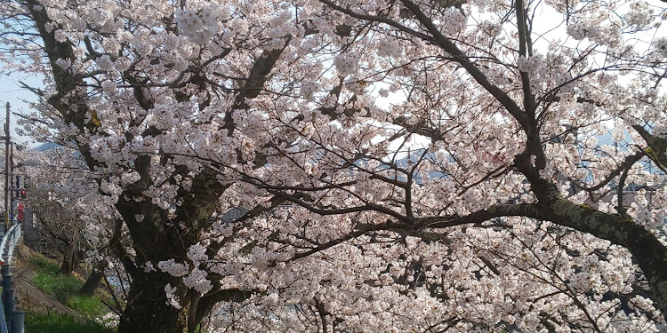 スイフトスポーツの仕事かえりに📸・桜とコラボ🌸・サクラと愛車・🎶春～の🌸小川は…❓️？？😍・ヒュルリーラ♪に関するカスタム事例の投稿画像7枚目