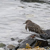 Black Turnstone