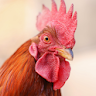 Rooster Sounds icon