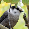 Canada Jay