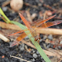 Wandering Glider (male)