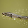 Asian Water Monitor