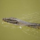 Asian Water Monitor