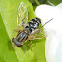 Syrphid Fly