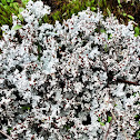 Wooly Foam Lichen