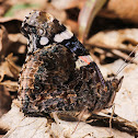 Red Admiral