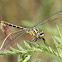 Sulphur-tipped Clubtail