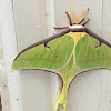 Luna moth