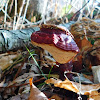 Hemlock Polypore