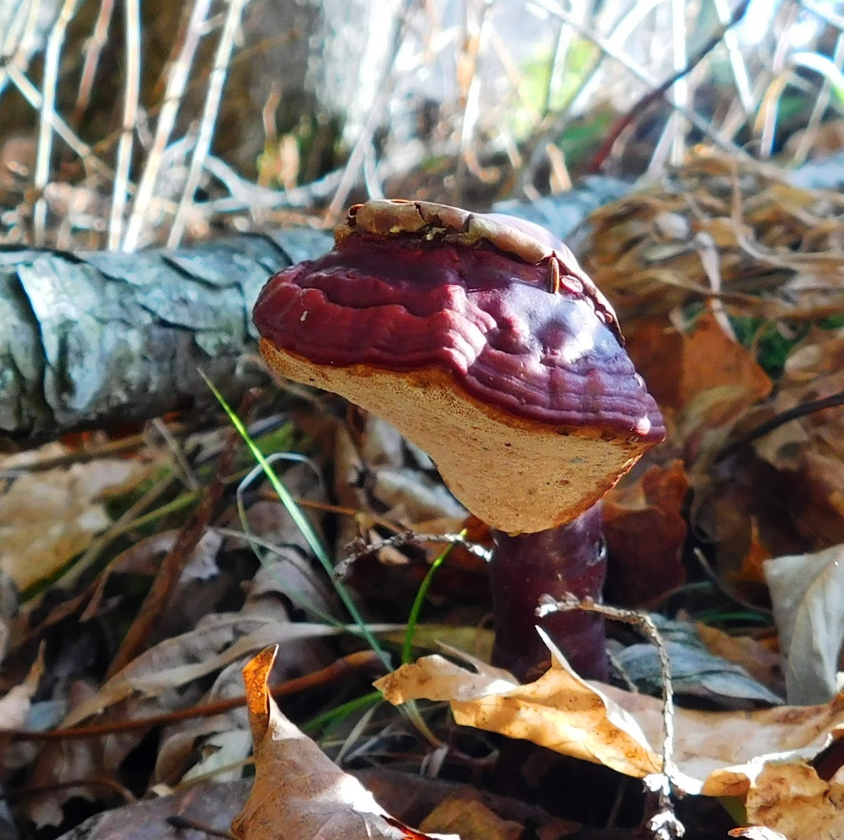 Hemlock Polypore