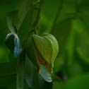 Soursop