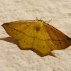 Giant Silkworm Moth