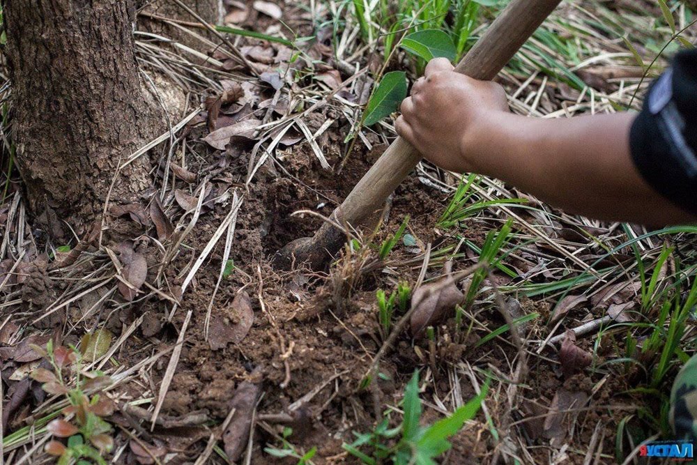 Tarântulas como alimento no Camboja