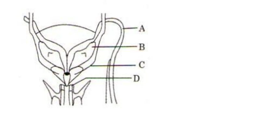 Male reproductive system