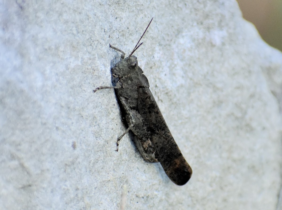 Autumn Yellow-winged Grasshopper