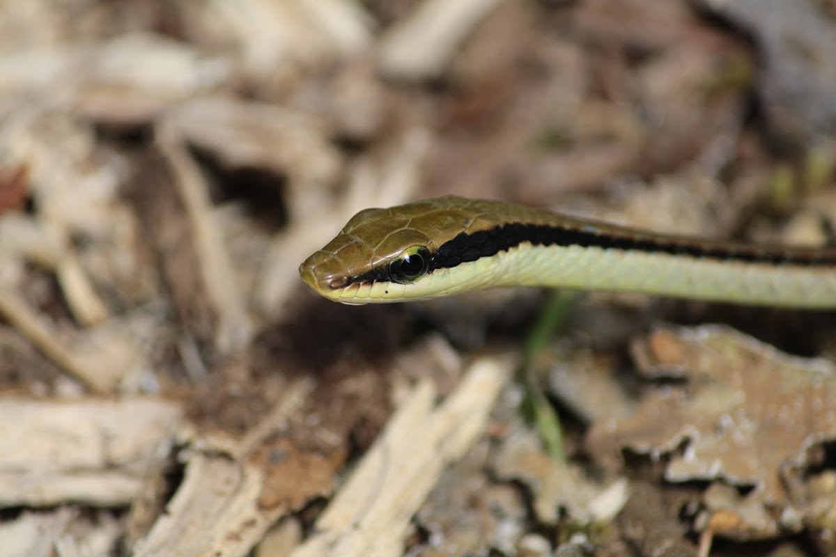 bronze back tree snake