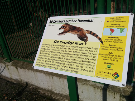 Nasenbär