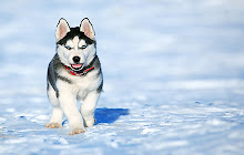 Husky Wallpapers HD Theme small promo image