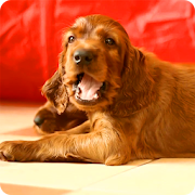 Laky Dog Puppies LiveWP  Icon