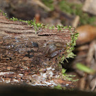 Leopard Slug