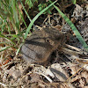 California Vole