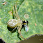 Crab Spider