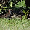 Buff-banded rail