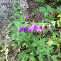 creeping bellflower