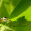 Jumping Spider