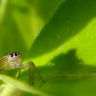 Jumping Spider