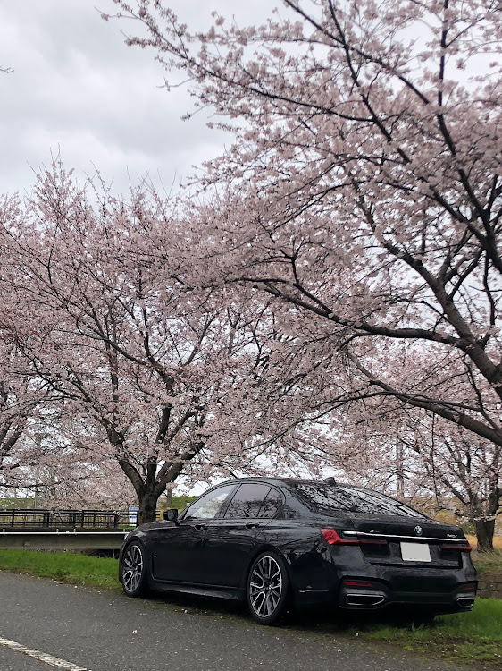 7シリーズの桜とコラボ・純正ホイールスタイルです・G11 LCI・ちょいシャコタン・ぼっち撮影会に関するカスタム事例の投稿画像2枚目
