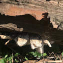 Hoof Fungus