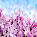 Lilac Sky HD Wallpaper Theme Chrome extension download