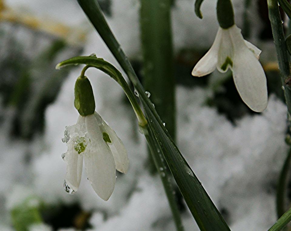 primavera un arrivo di utente cancellato