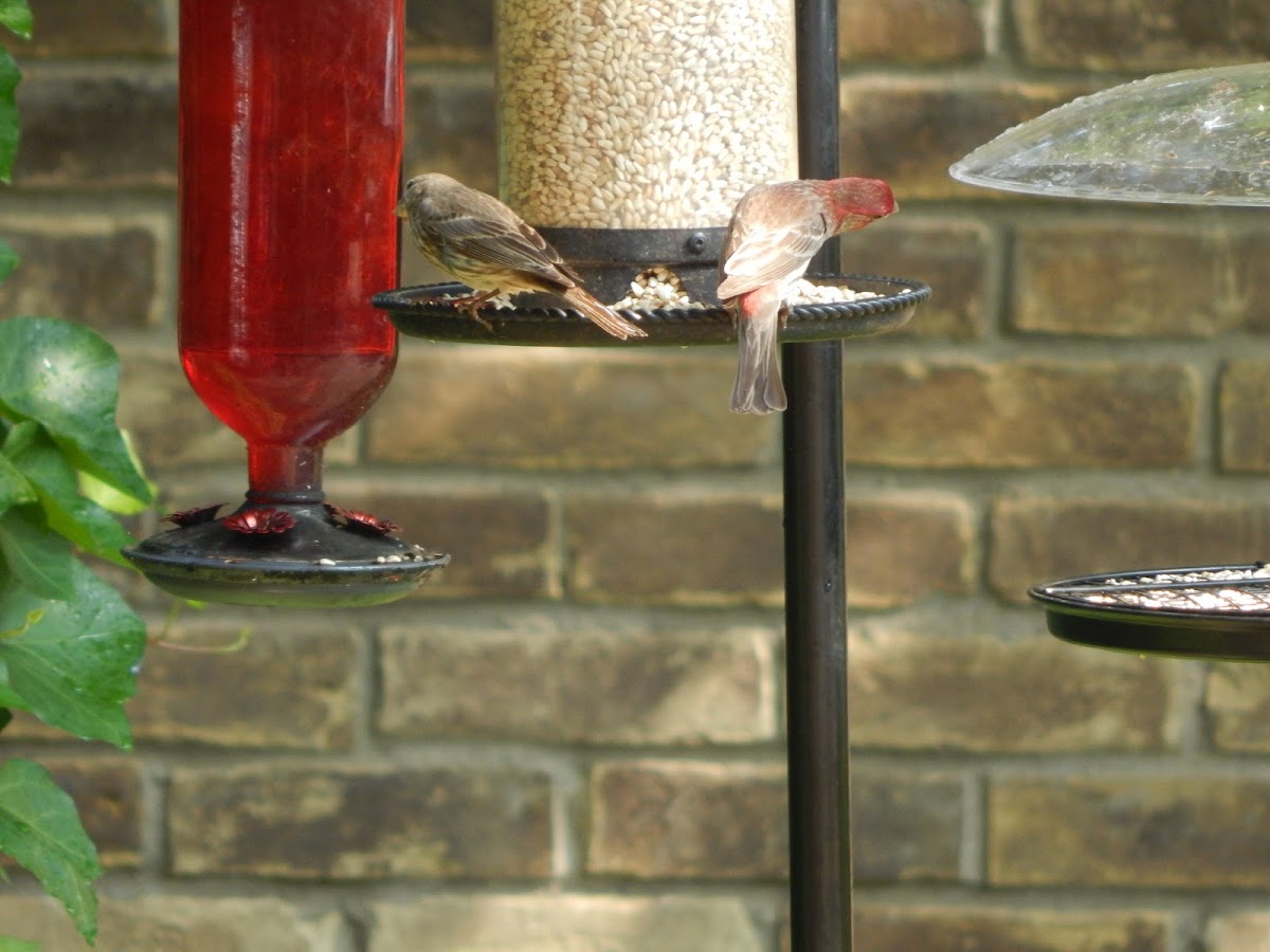 House Finch