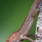 Puerto Rican Crested Anole