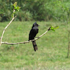 Crested black tyrant