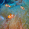 Ocellaris Clownfish