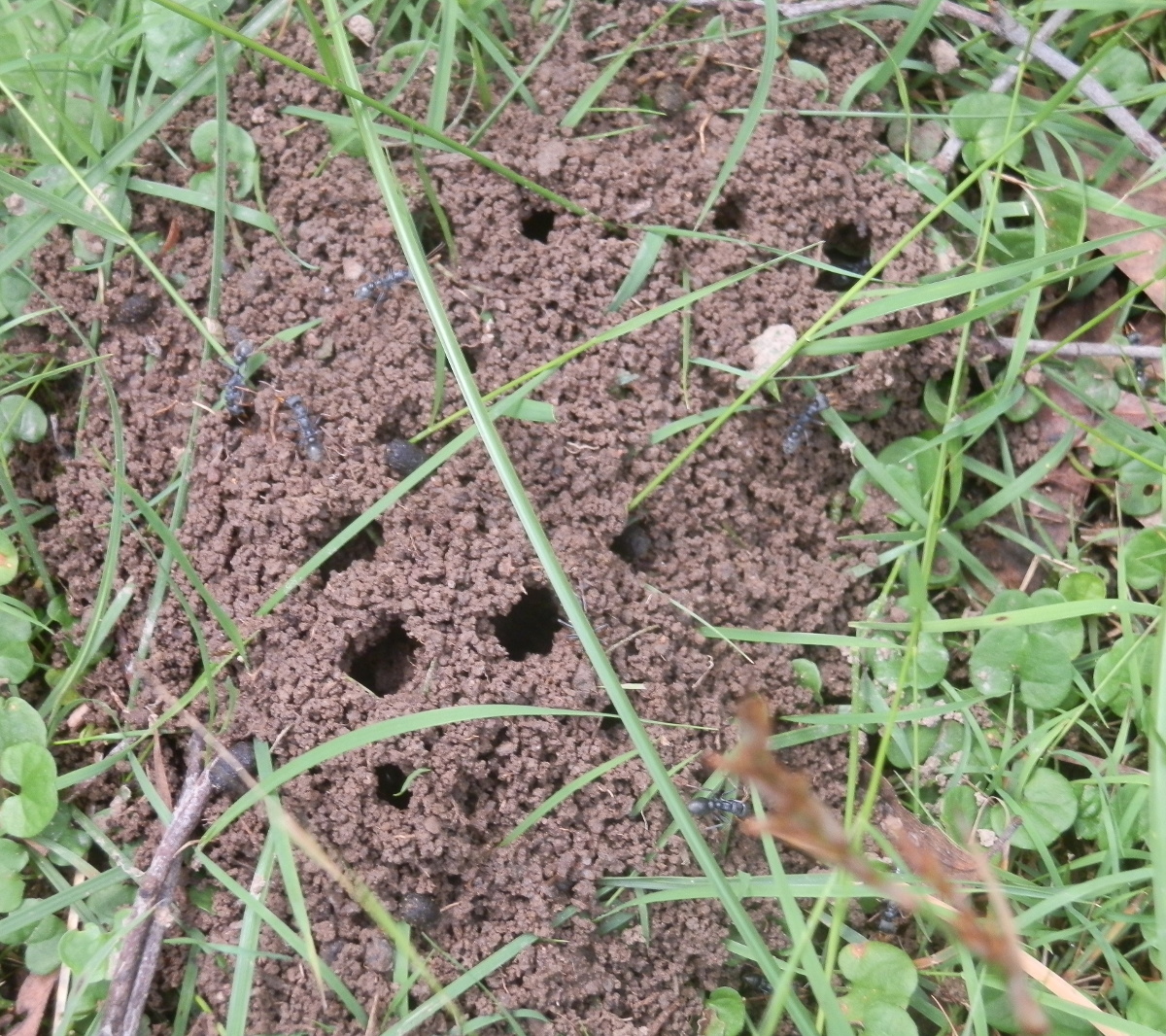 Jumping Jack ant nest