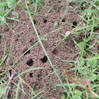 Jumping Jack ant nest