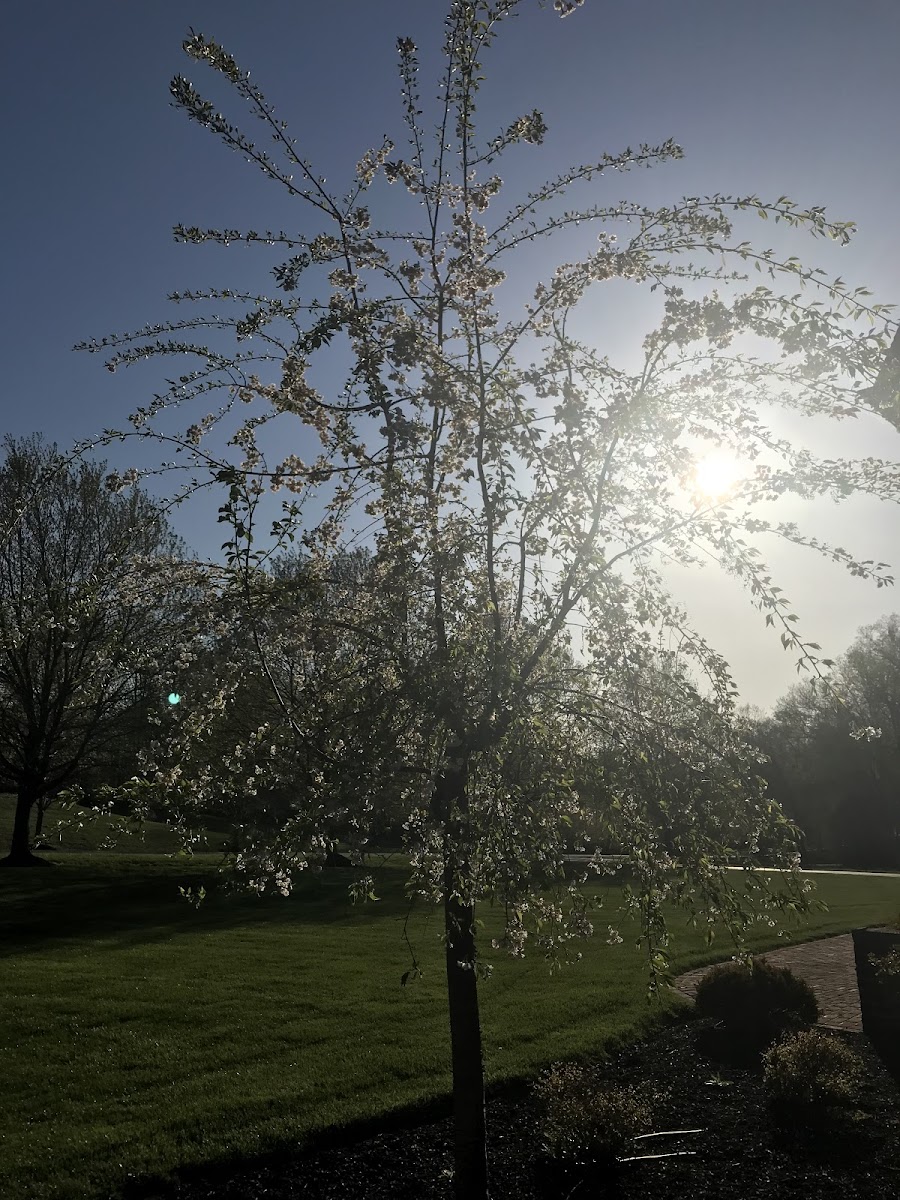 Weeping cherry tree