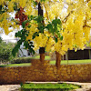 Golden Shower Tree