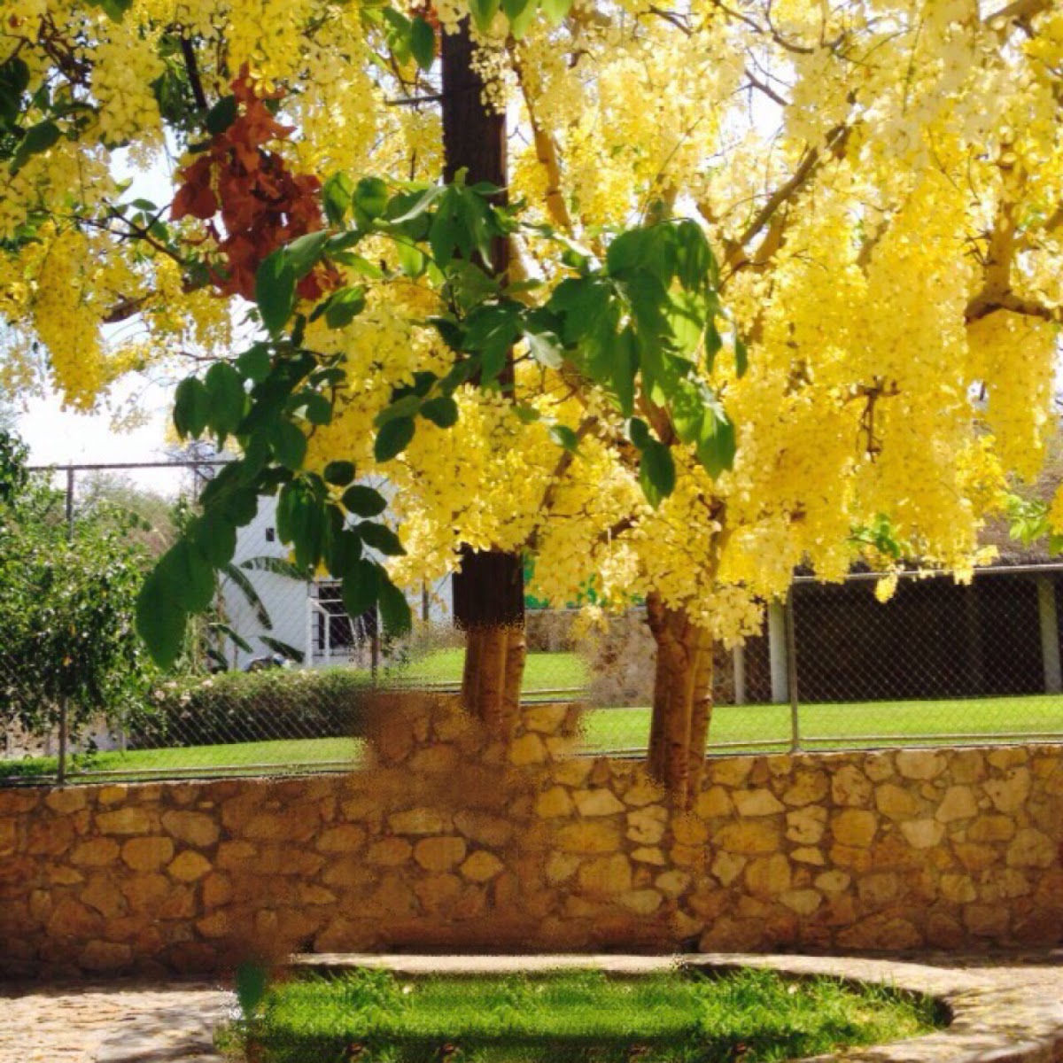 Golden Shower Tree