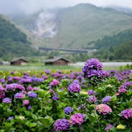 【竹子湖】青菜園