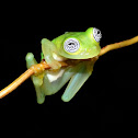 Ghost Glass Frog